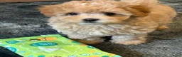 Maltipoo dogs for sale: Beautiful F1 Maltipoo Puppies in Tiverton - Advert 5