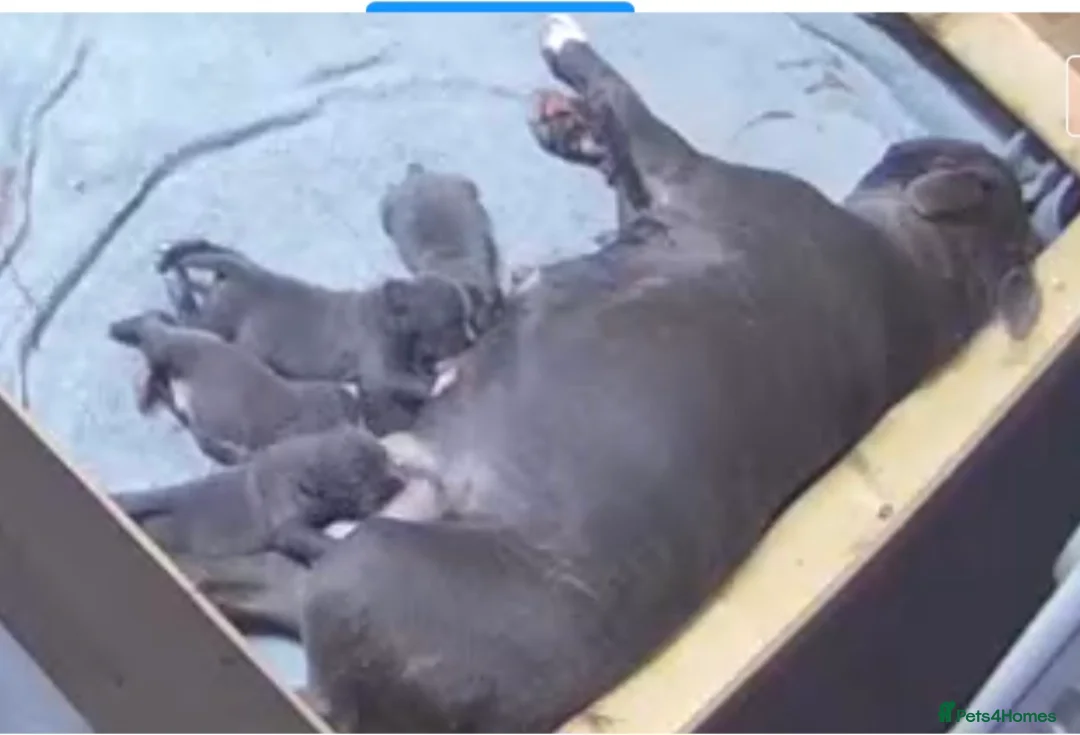 Staffordshire Bull Terrier dogs for sale: 3 Stunning Blue & White KC Reg Staffy Puppies - Advert 3