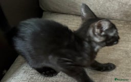 Serengeti cats for sale: Handsome tica reg black smoke male  - Image 11