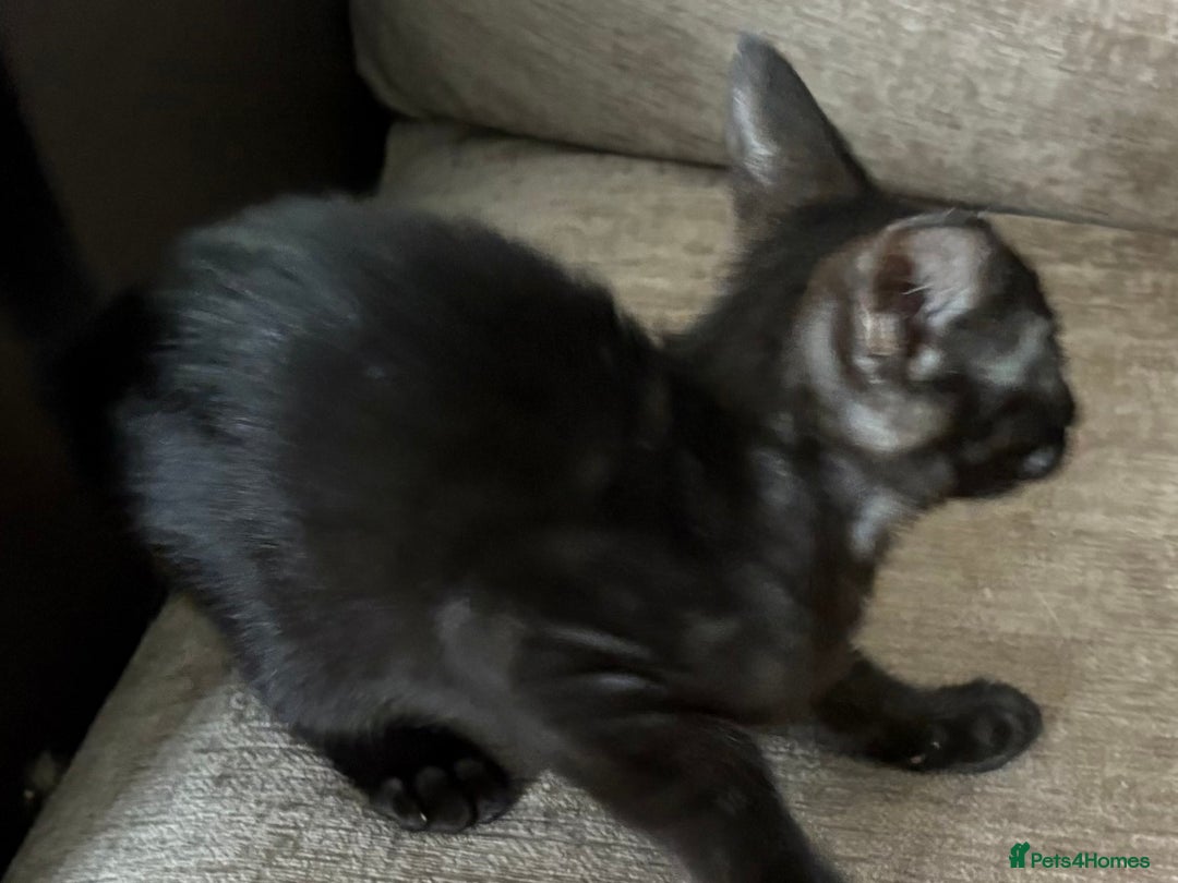 Serengeti cats for sale: Handsome tica reg black smoke male  - Image 11
