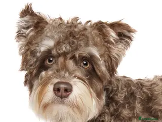 Miniature Schnauzer dogs Asian Miniature Schnauzer - Advert 1