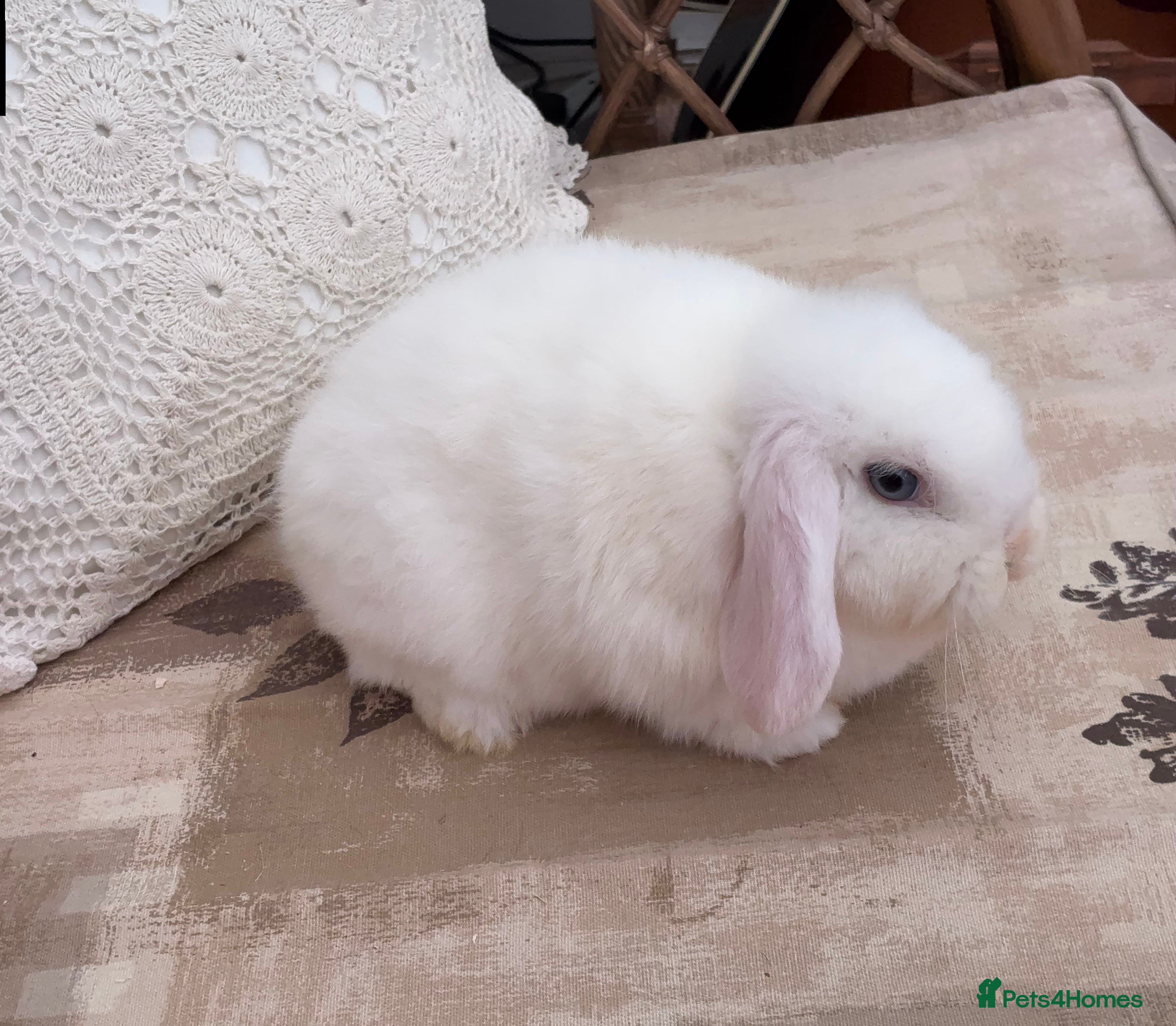 Mini Lop rabbits Mini lops for sale - Advert 1