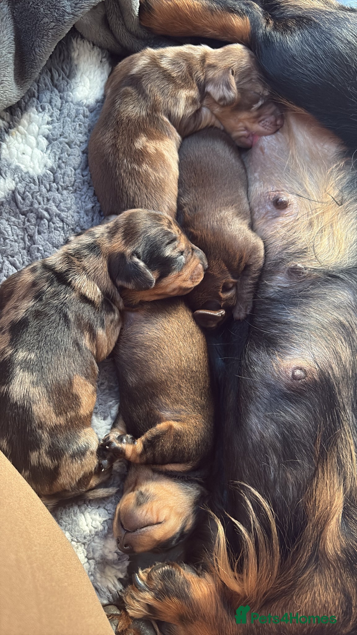 Miniature Dachshund dogs for sale: Beautiful Miniature Dachshund Puppies 🩵🩷🩷🩷 - Advert 5