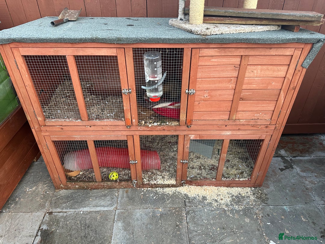 Ferret rodents for sale: 2 female and 1 male ferret - Image 5