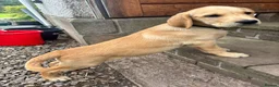 Goldador dogs for sale: Golden retriever Labrador cross  in Glasgow - Advert 19