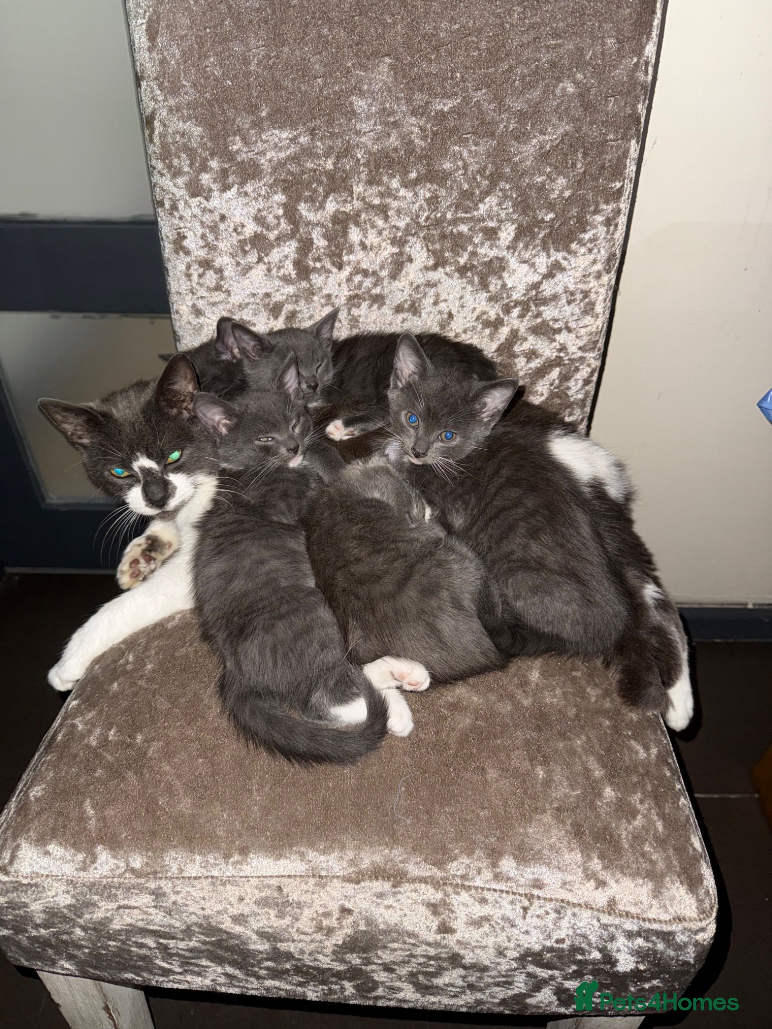 Mixed Breed cats British Short haired x Burmese kittens for sale  - Advert 1