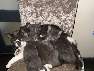 Mixed Breed cats British Short haired x Burmese kittens for sale - Advert 1