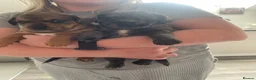 Mixed Breed dogs for sale: Biscuits, Oreo and Cup Cake in Maidstone - Advert 12