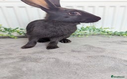 English Spot rabbits for sale: Old English spots ready to go to their new homes  - Image 8