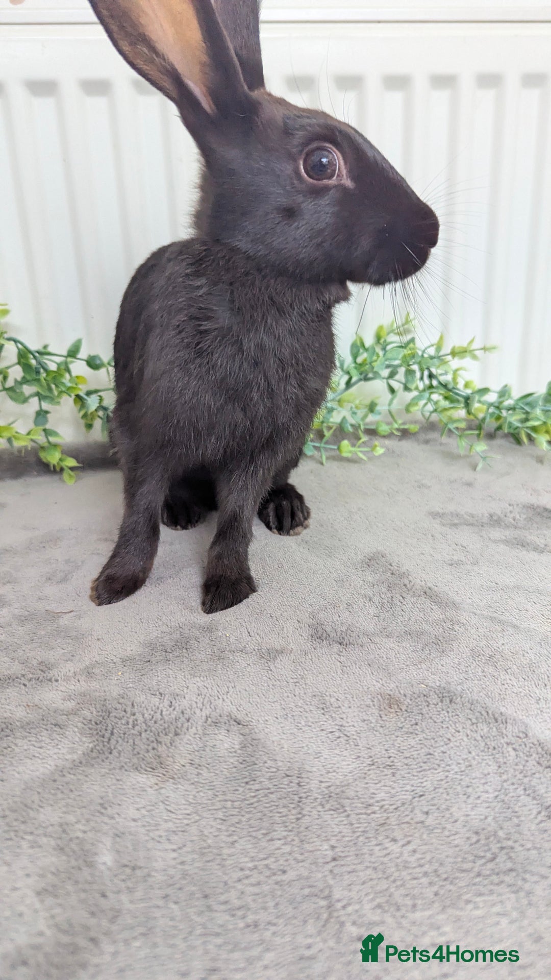 English Spot rabbits for sale: Old English spots ready to go to their new homes  - Image 8