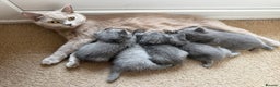 British Shorthair cats for sale: Adorable British short hair - Advert 5