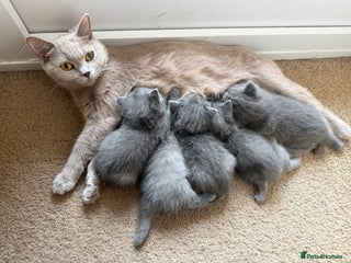 British Shorthair cats Adorable British short hair - Advert 3