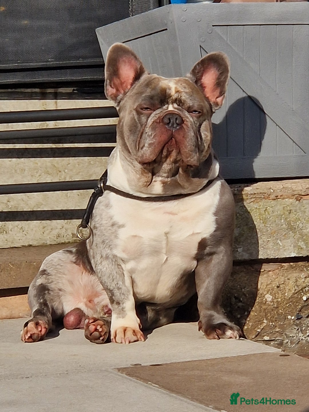 French Bulldog dogs for stud: LILAC MERLE STUD in Wednesbury - Image 9