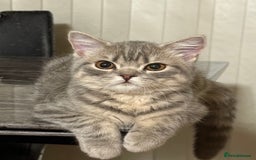 British Shorthair cats for sale: British shorthair  - Image 2