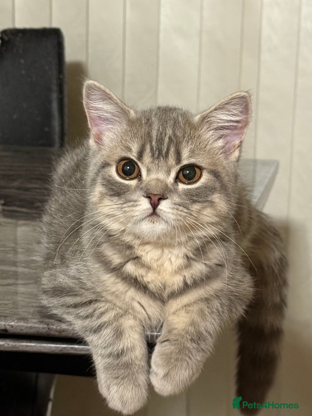 British Shorthair cats for sale: British shorthair  - Image 2