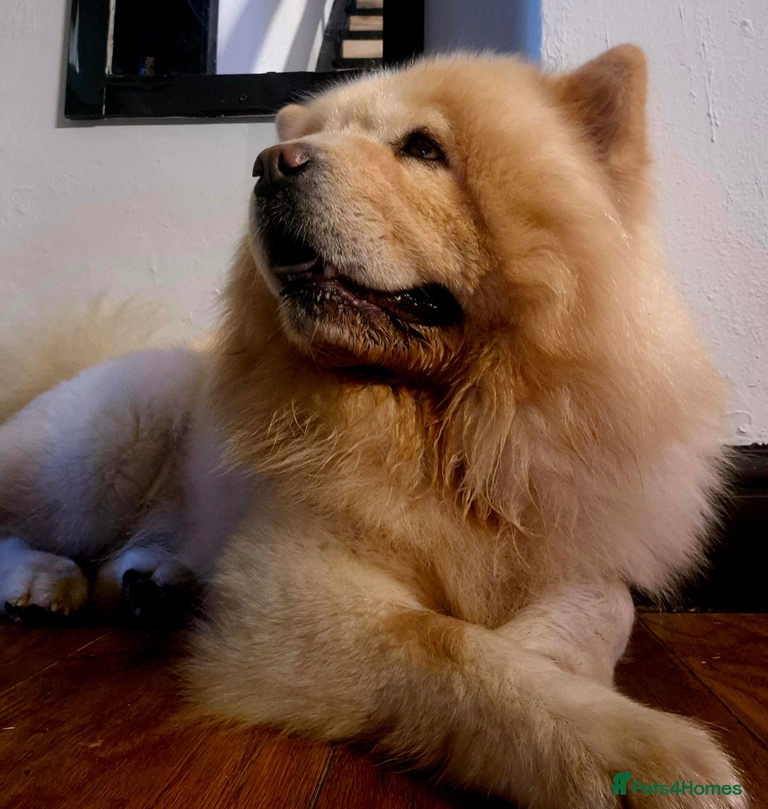 Chow Chow dogs for sale: Male chow chow - Image 1