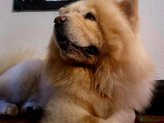 Chow Chow dogs for sale - Advert 1