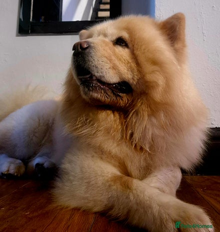 Chow Chow dogs - Advert 1