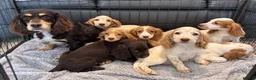 Cocker Spaniel dogs for sale: Cocker Spaniel Puppies Ready Now - Advert 12