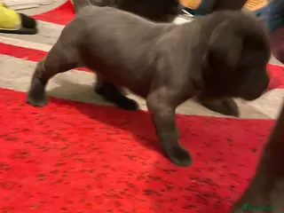 Cane Corso dogs Stunning Blue Cane Corso (blue) - Advert 15