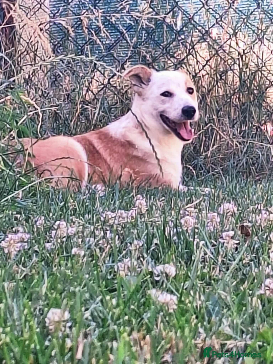 Mixed Breed dogs for adoption: Lynda is looking for a home! - Image 4