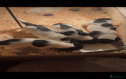 English Springer Spaniel dogs for sale: Springer spaniel pups  - Advert 8