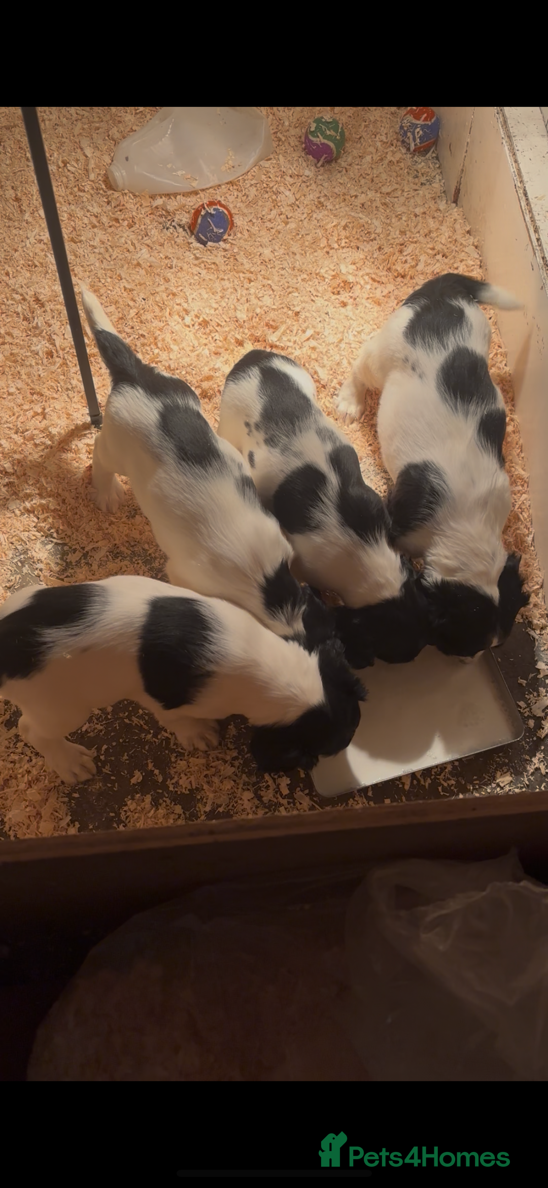 English Springer Spaniel dogs for sale: Springer spaniel pups  - Advert 8