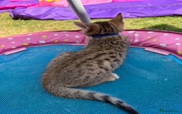 Bengal cats for sale: Beautiful litter of spotted Bengal kittens - Ready - Image 9