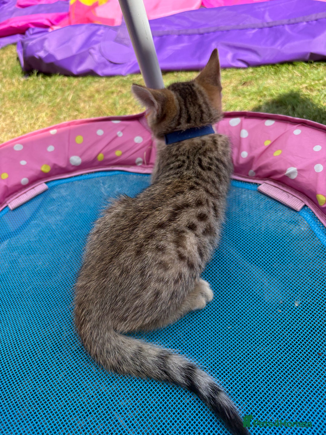 Bengal cats for sale: Beautiful litter of spotted Bengal kittens - Ready - Image 9