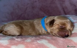 Cockapoo dogs for sale: 🌸3 gorgeous chunky Cockapoo puppy’s 🌸 - Image 11