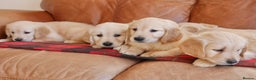 Golden Retriever dogs for sale: Stunning Health Tested Golden Retriever Puppies - Advert 9