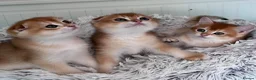 Scottish Fold cats for sale: 🐾BEAUTIFUL SCOTTISH FOLD KITTEN 🐱  - Advert 3