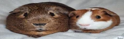 Guinea Pig rodents for sale: Adoption - Bonded Pair Boar(Boy) Guinea Pigs - Advert 3