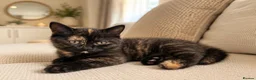 British Shorthair cats for sale: GCCF - BSH Girls - looking for forever homes  - Advert 35