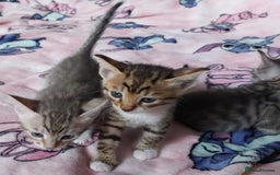 Savannah cats for sale: Playful Savannah F5 Mix Kittens for Loving Homes - Image 3