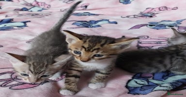 Savannah cats - Advert 2