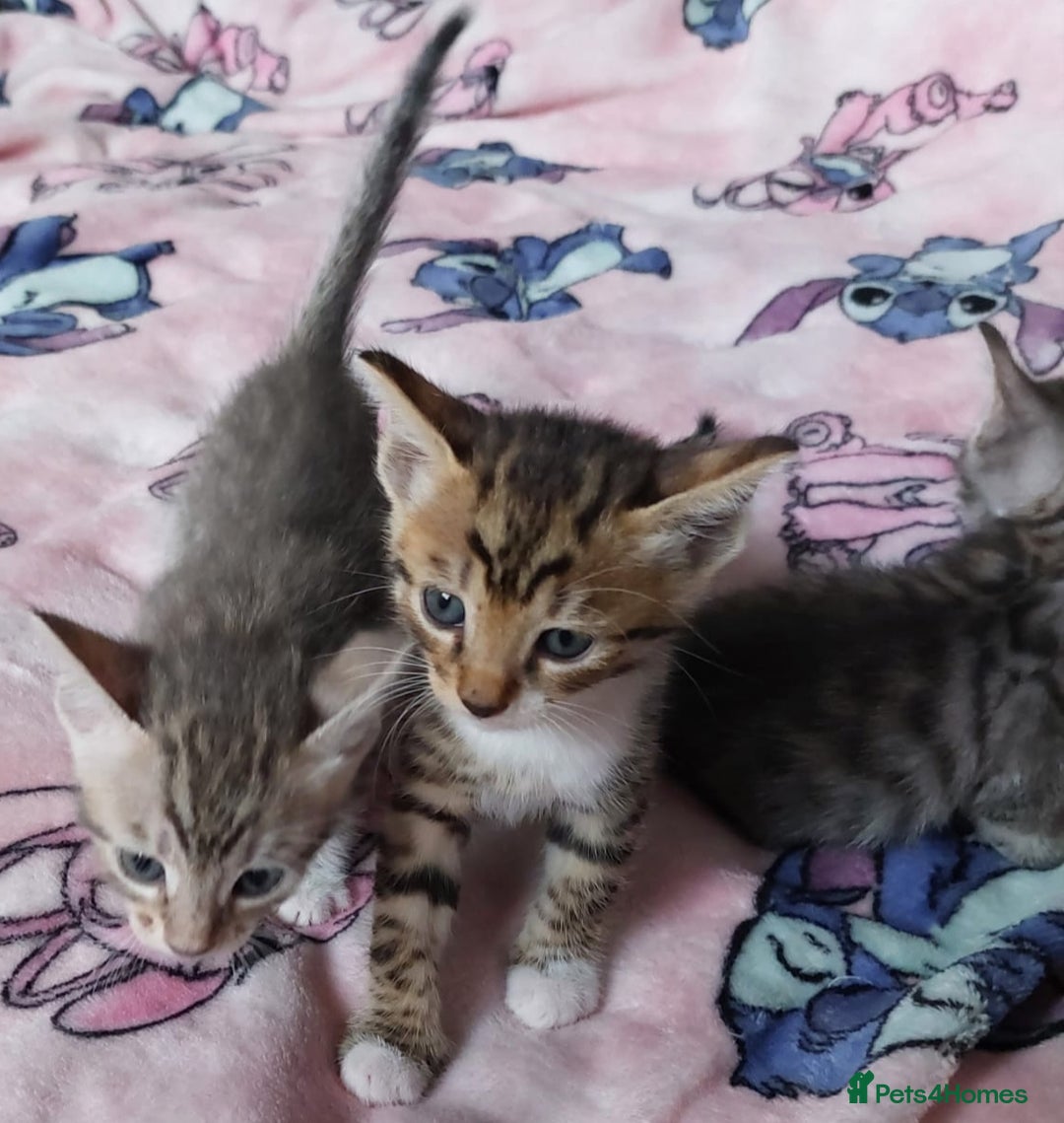 Savannah cats for sale: Playful Savannah F5 Mix Kittens for Loving Homes - Image 3