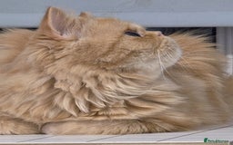 Persian cats for sale: Ginger Red Male Persian Kitten for Loving Home in London - Image 10