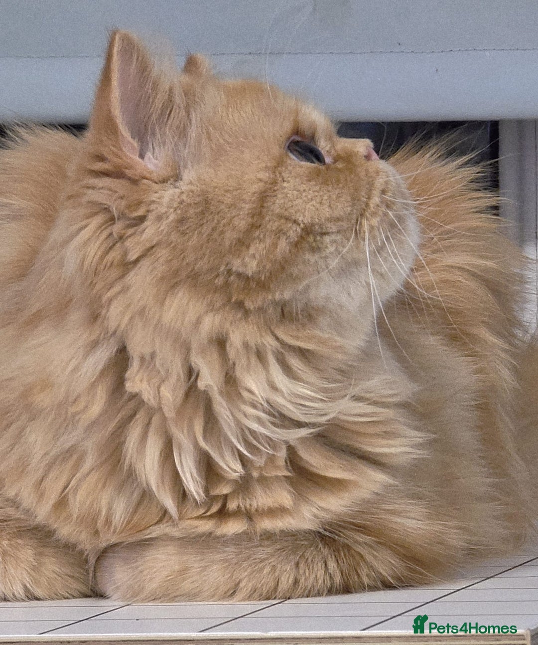 Persian cats for sale: Ginger Red Male Persian Kitten for Loving Home in London - Image 10