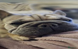 French Bulldog dogs for sale: Special Home wanted for Petal the Frenchie - Image 2