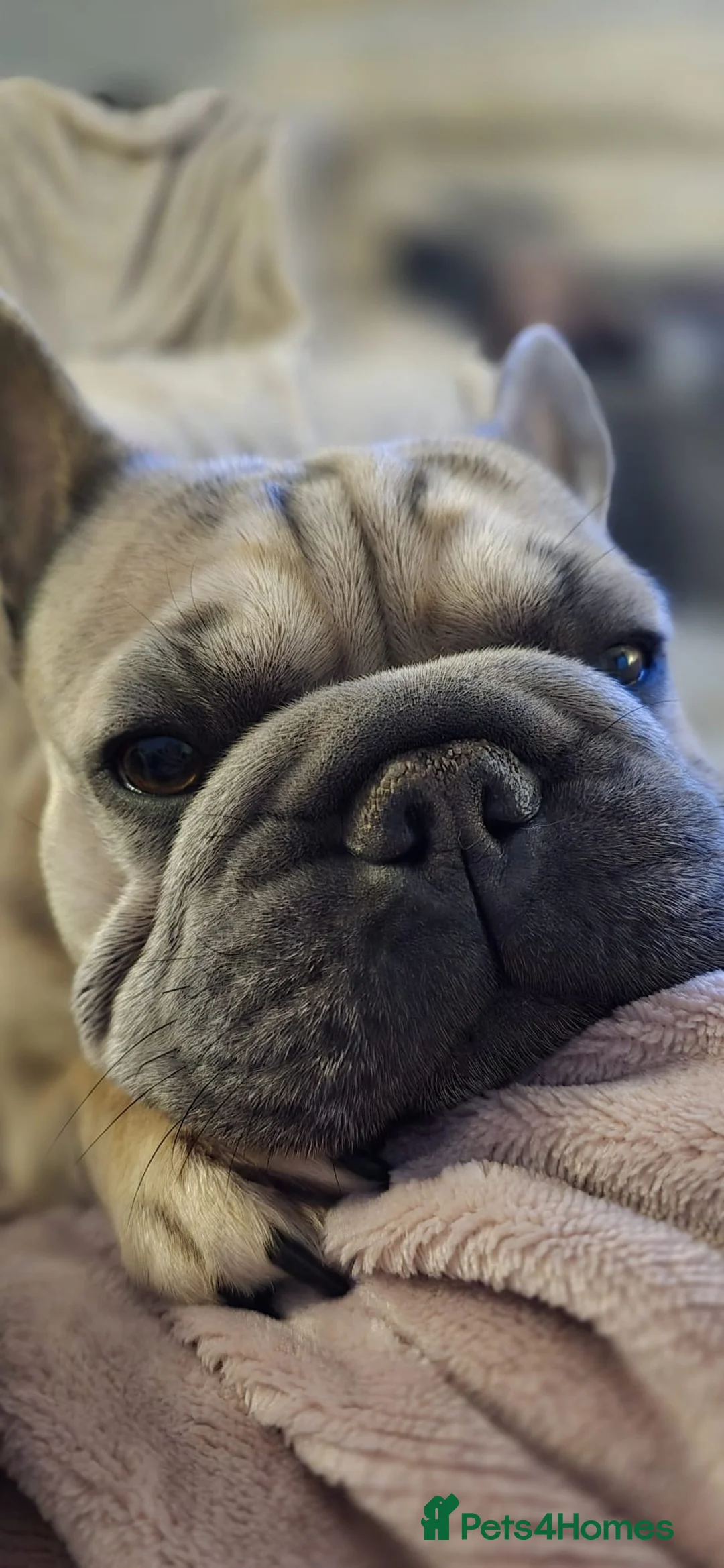 French Bulldog dogs for sale: Special Home wanted for Petal the Frenchie - Advert 2