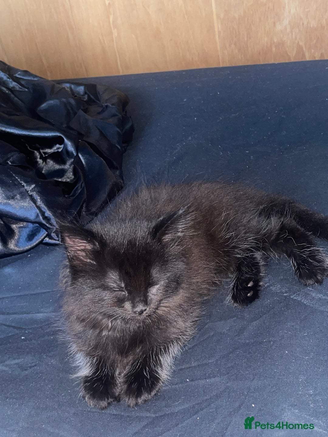 Ragdoll cats for sale: Ragdoll kitten looking for FOREVER HOME - Image 3