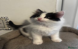 Ragdoll cats for sale: Beautiful Ragdoll Kittens  - Image 14