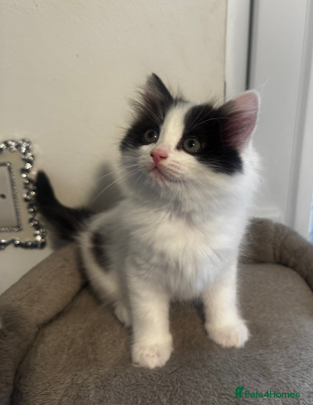 Ragdoll cats for sale: Beautiful Ragdoll Kittens  - Image 14