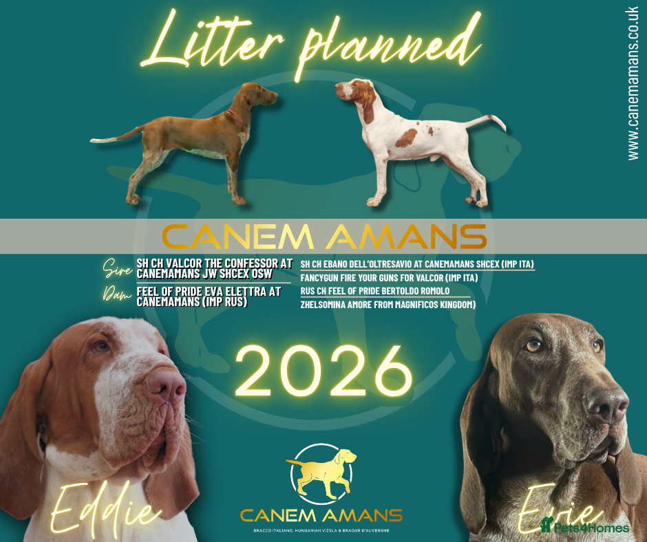 Bracco Italiano dogs Superb Bracco Italiano puppies due  - Advert 5