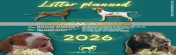 Bracco Italiano dogs for sale: Superb Bracco Italiano puppies due  - Advert 1