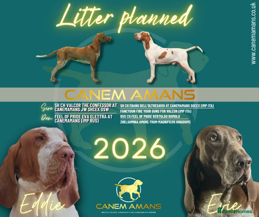 Bracco Italiano dogs for sale: Superb Bracco Italiano puppies due  - Advert 1