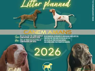 Bracco Italiano dogs Superb Bracco Italiano puppies due - Advert 1