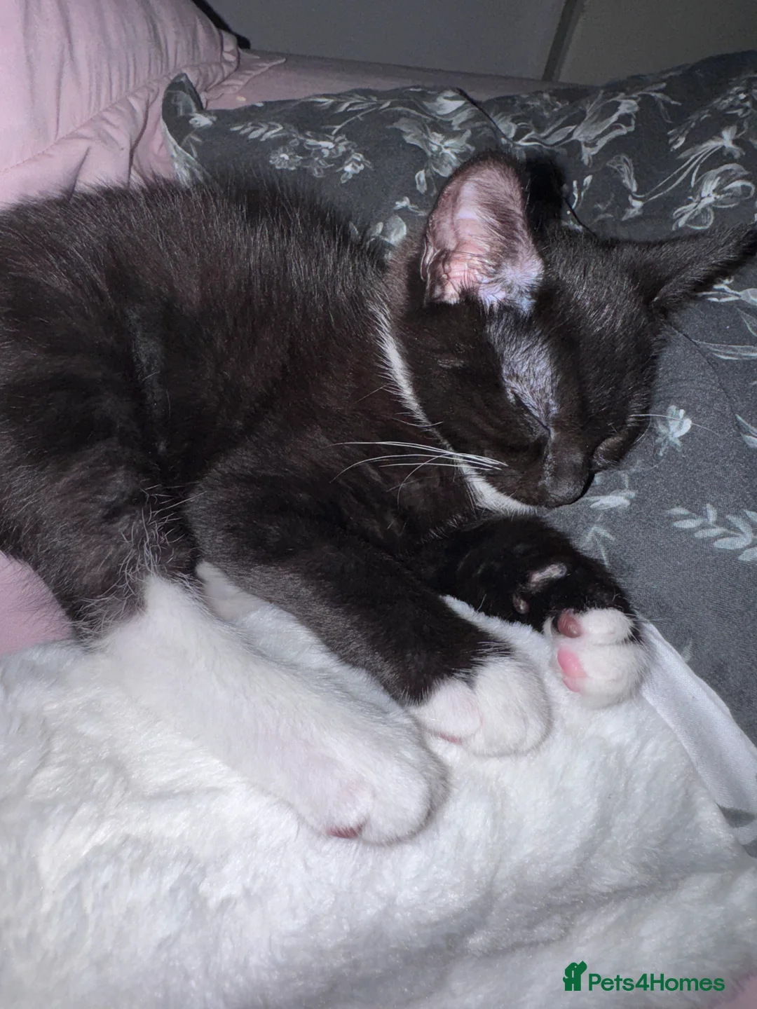 Mixed Breed cats for sale: Kitten  - Advert 8