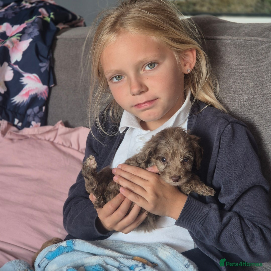 Cockapoo dogs for sale: Cockerpoos 1 boys left DROPPED 650 - Image 11